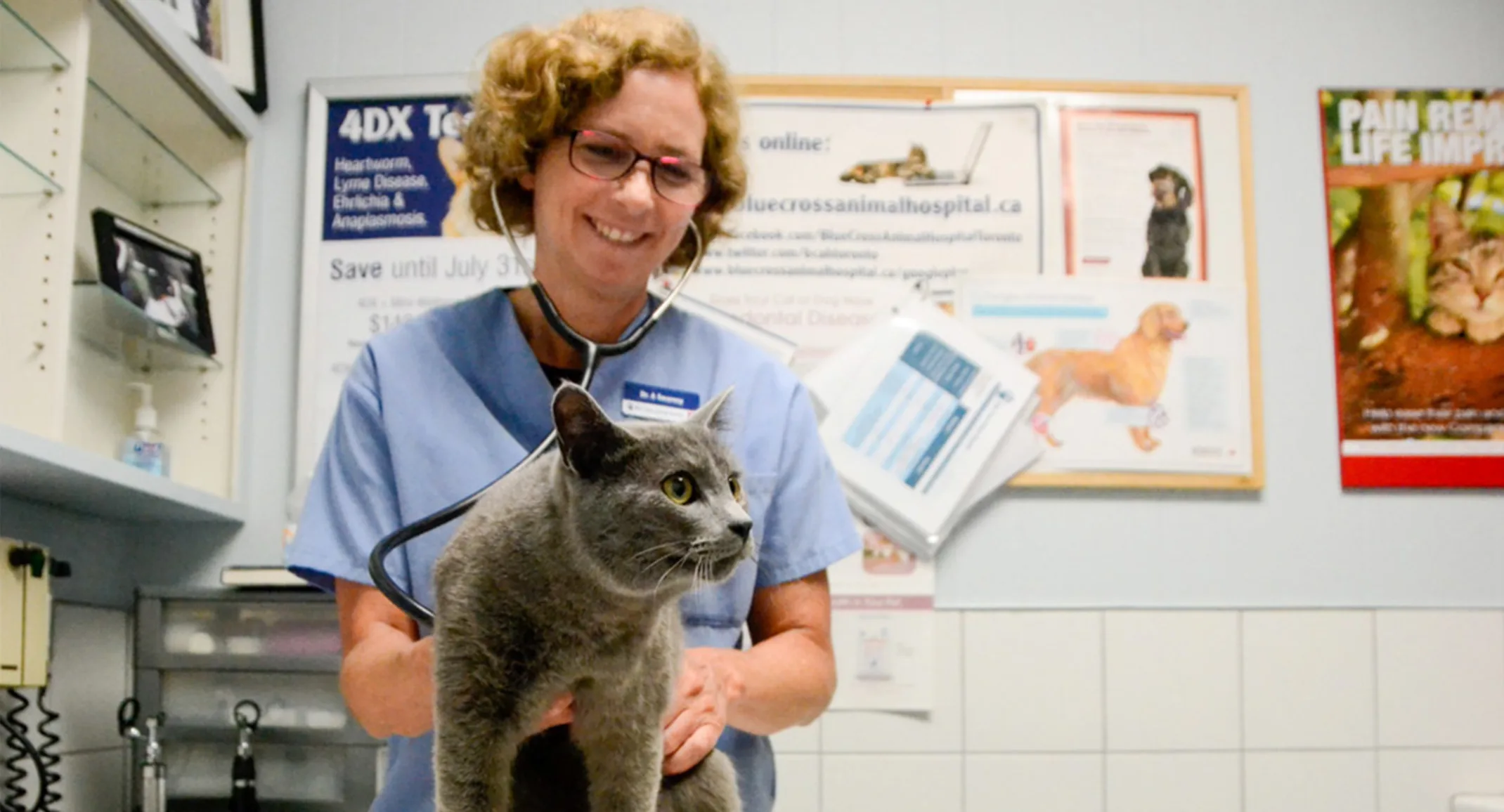 Staff Examine Cat at Blue Cross Animal Hospital 0730